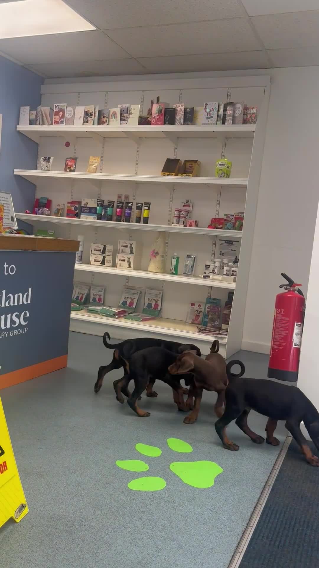 Dobermann dogs for sale: *£1500 - 3 MALES LEFT * KC DOBBERMAN PUPPIES - Video 1