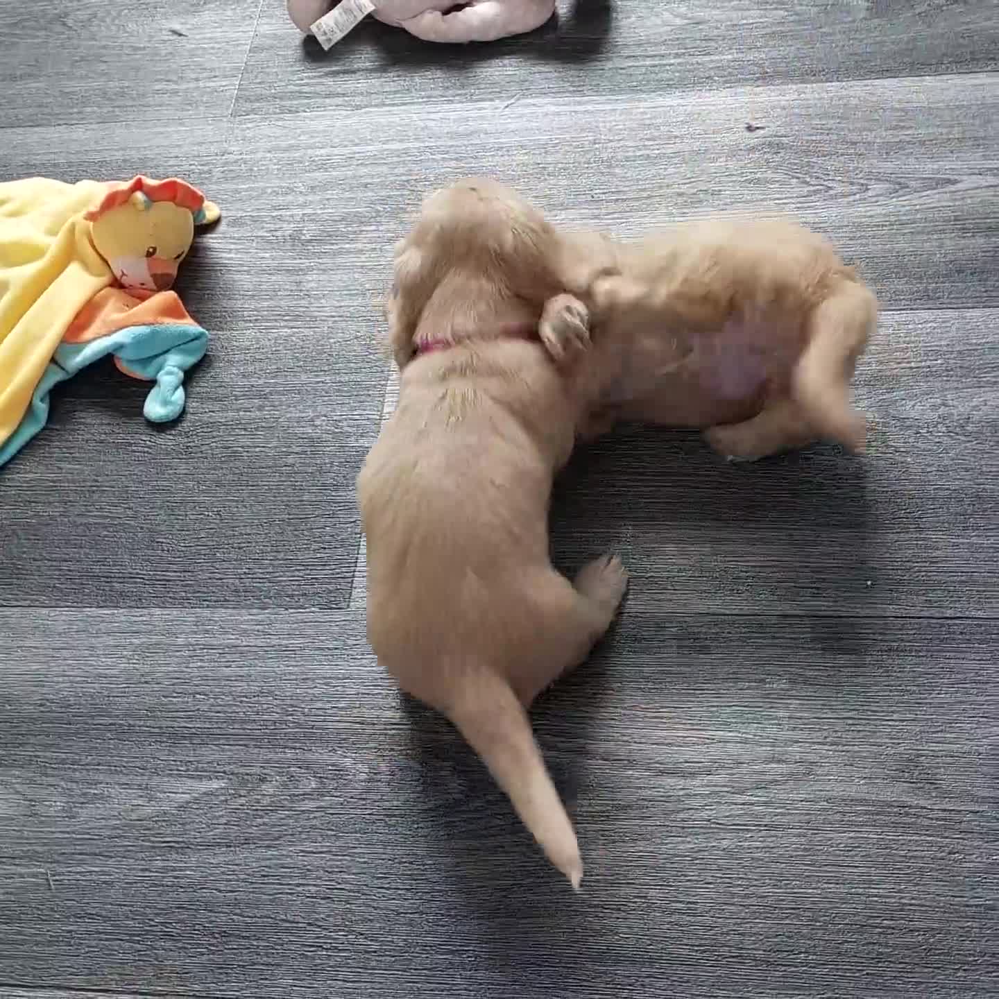 Miniature Dachshund dogs for sale: KC REG PRA CLEAR CREAM LONG HAIRED MINI DACHSHUNDS - Video 2