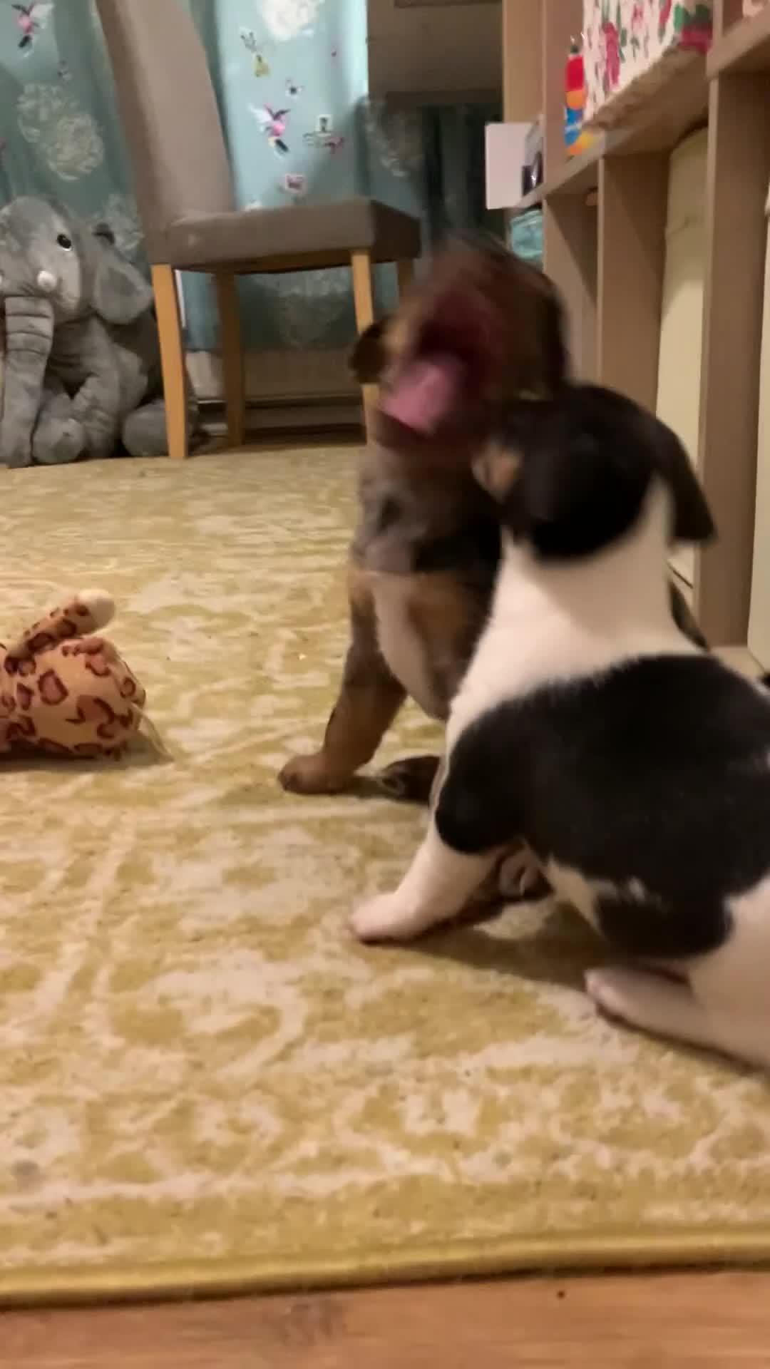 Mixed Breed dogs for sale: Puppies for good home - Video 1