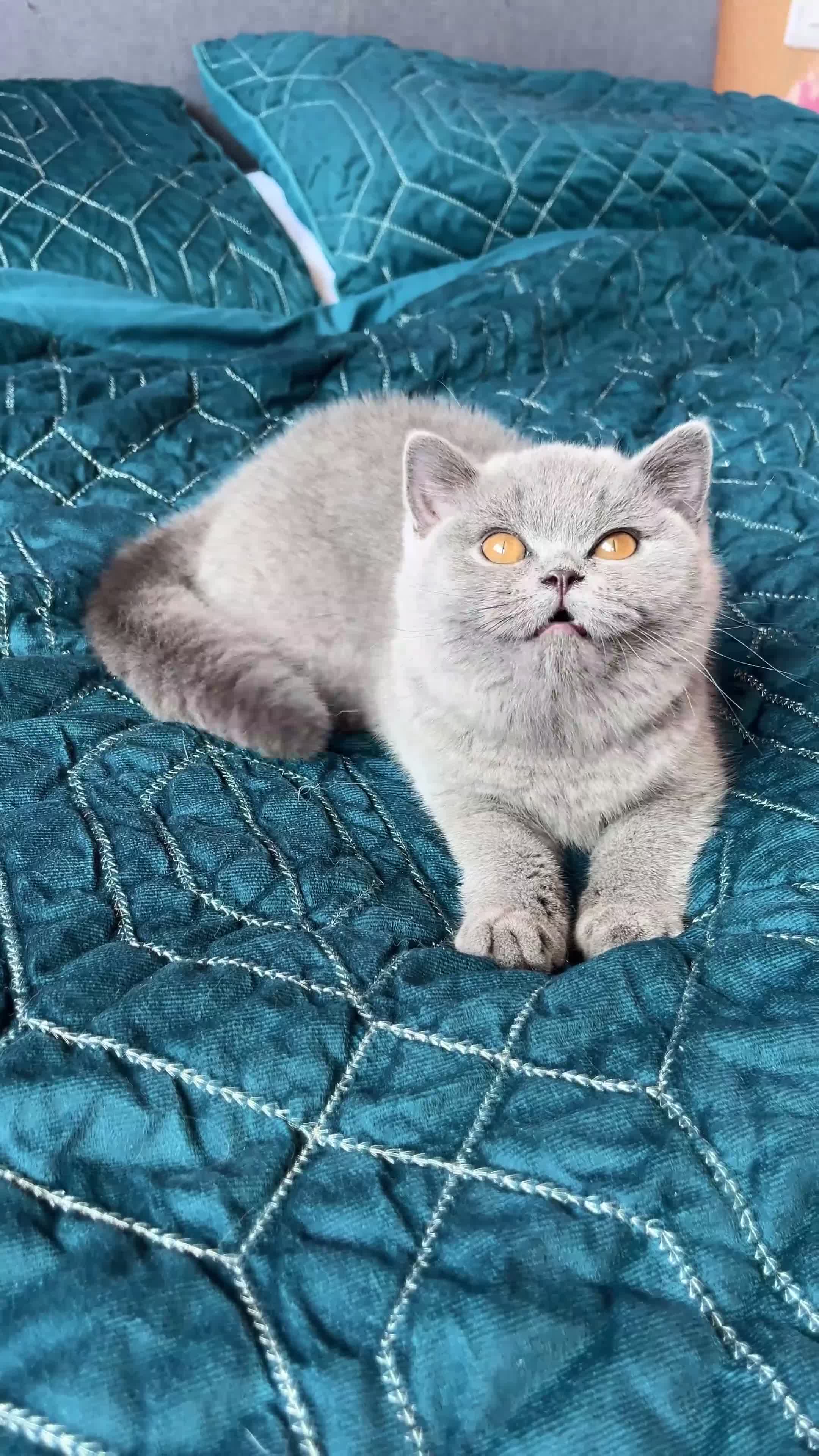British Shorthair cats for sale: Available Last gorgeous blue girl!💙 - Video 1