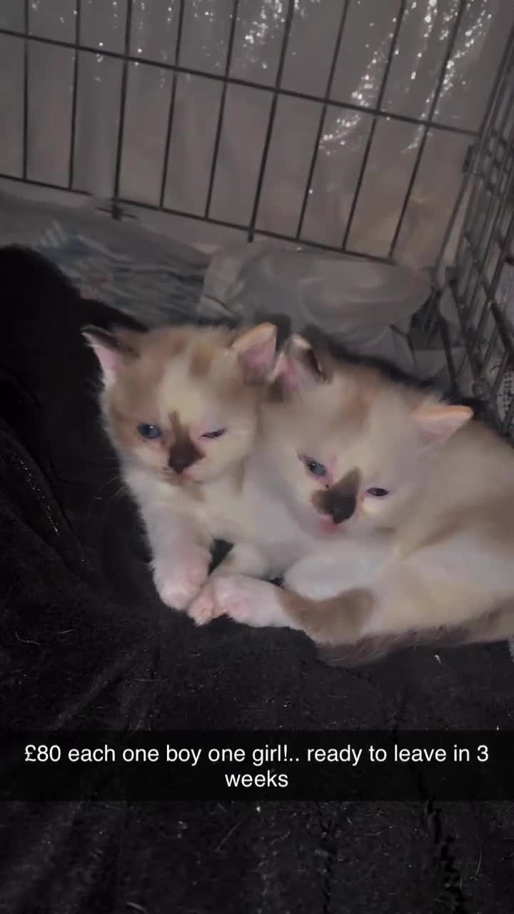 American Shorthair cats for sale: Gorgeous milky kittens for sale  - Video 1