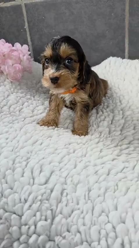 Cockapoo dogs for sale: Stunning Cockapoo Pups- Last Girl and 2 Boys - Video 1