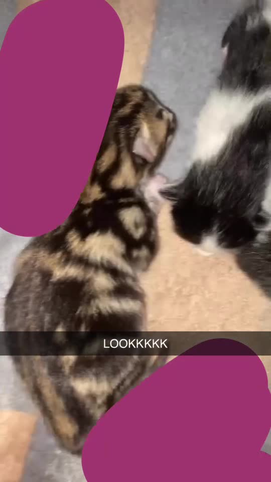 Mixed Breed cats for sale: We have 3 new born kittens available  - Video 1