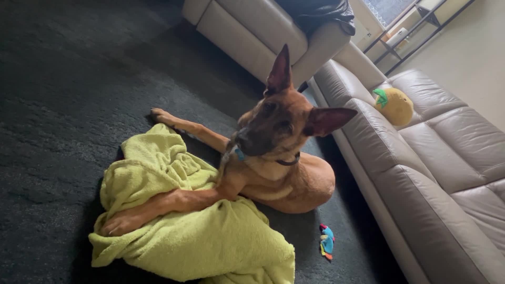 Belgian Shepherd Dog dogs for sale: Belgium Malinois 6 month old  - Video 1