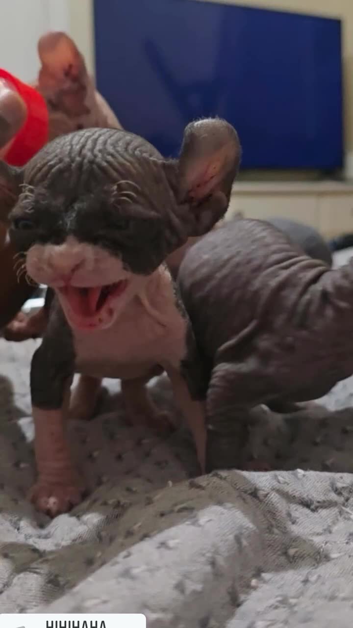 Sphynx cats for sale: Elf sphynx - Video 4