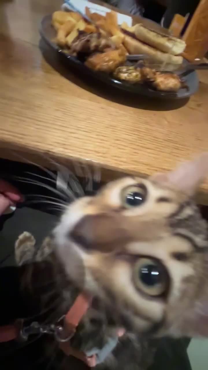 Bengal cats for sale: Beautiful bengal for sale - Video 1