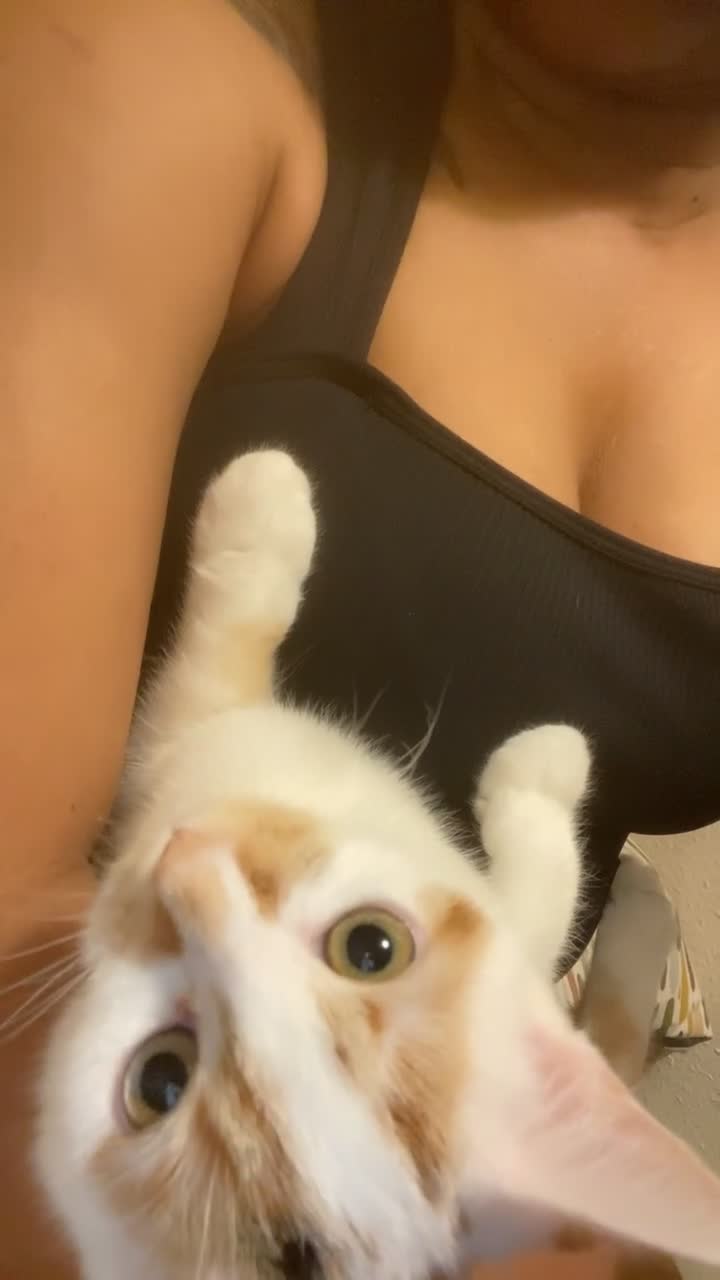 Domestic Shorthair cats for sale: Meet Nala – Your New Furry Best Friend! - Video 2