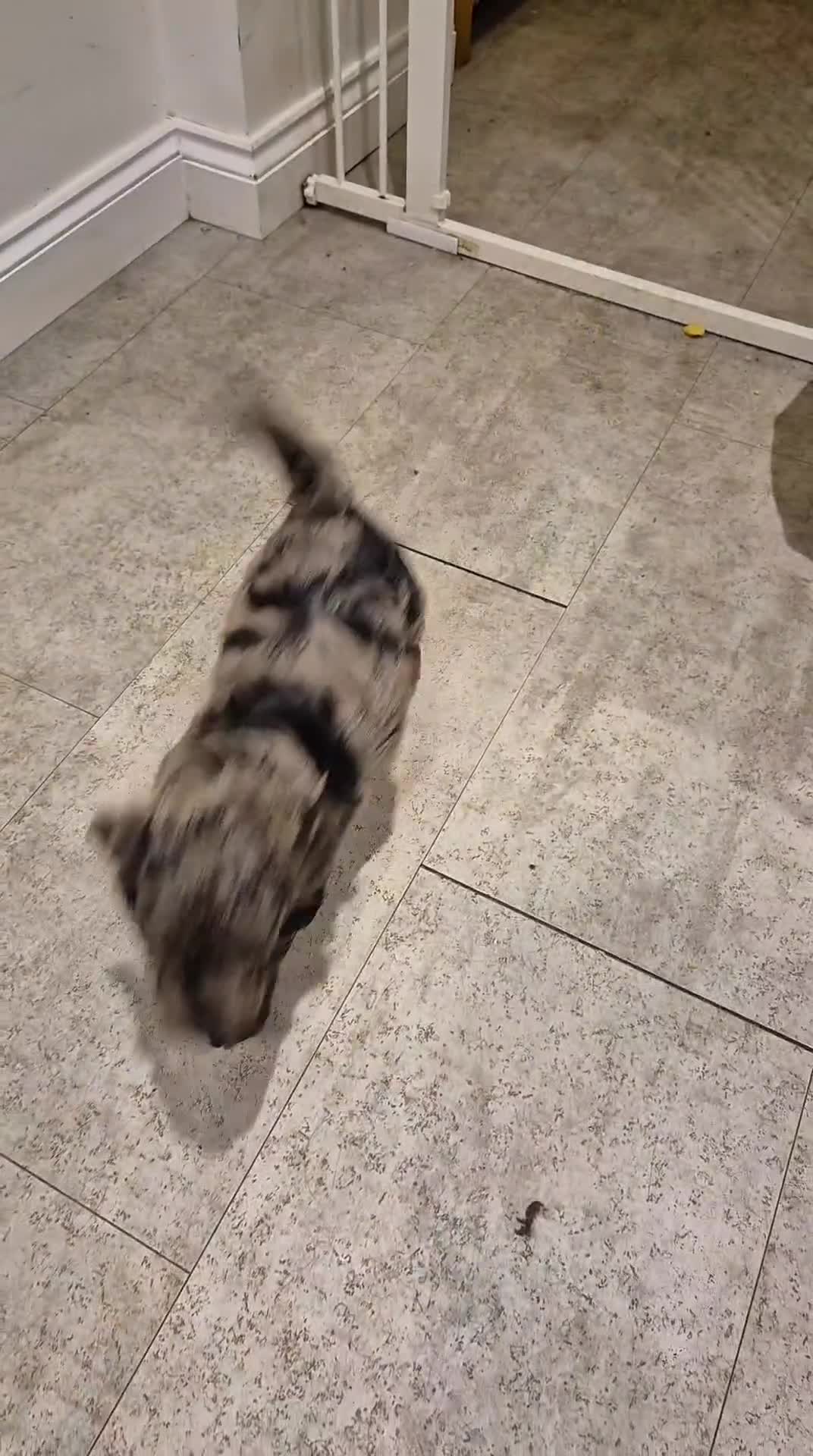 Cockapoo dogs for sale: Cockerpoo / cockapoo - Video 3