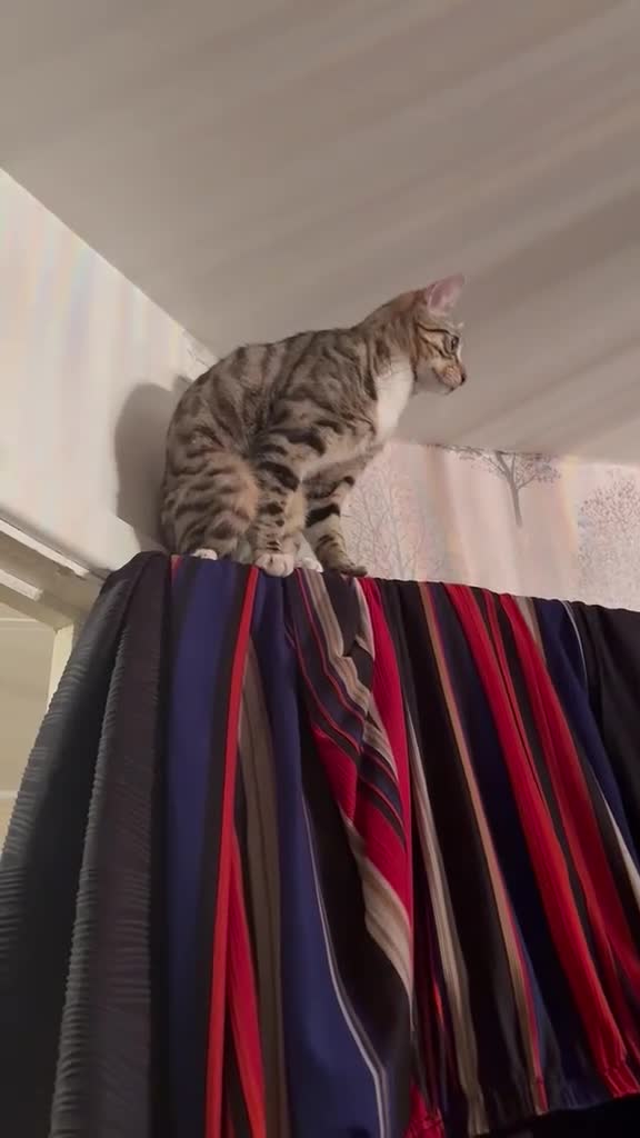 Domestic Shorthair cats for sale: Roco male cat  in High Wycombe - Video 1