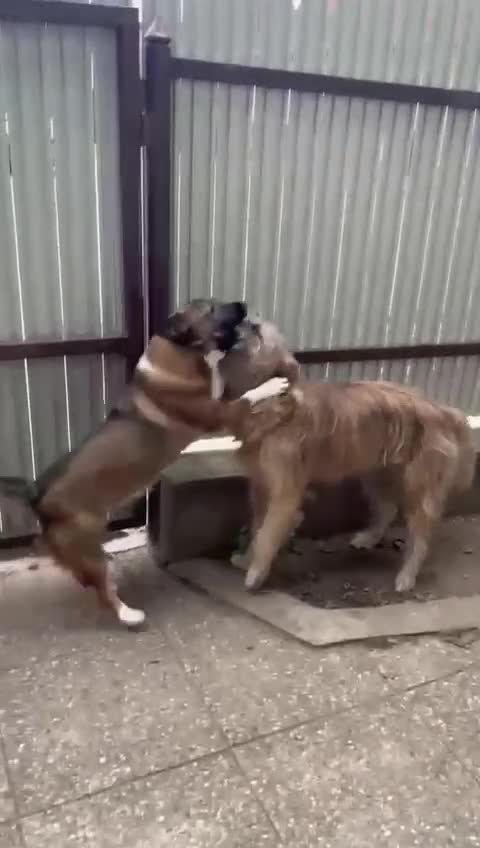 Mixed Breed dogs for adoption: BELLA -  a superb little girl, for a Loving Home - Video 1