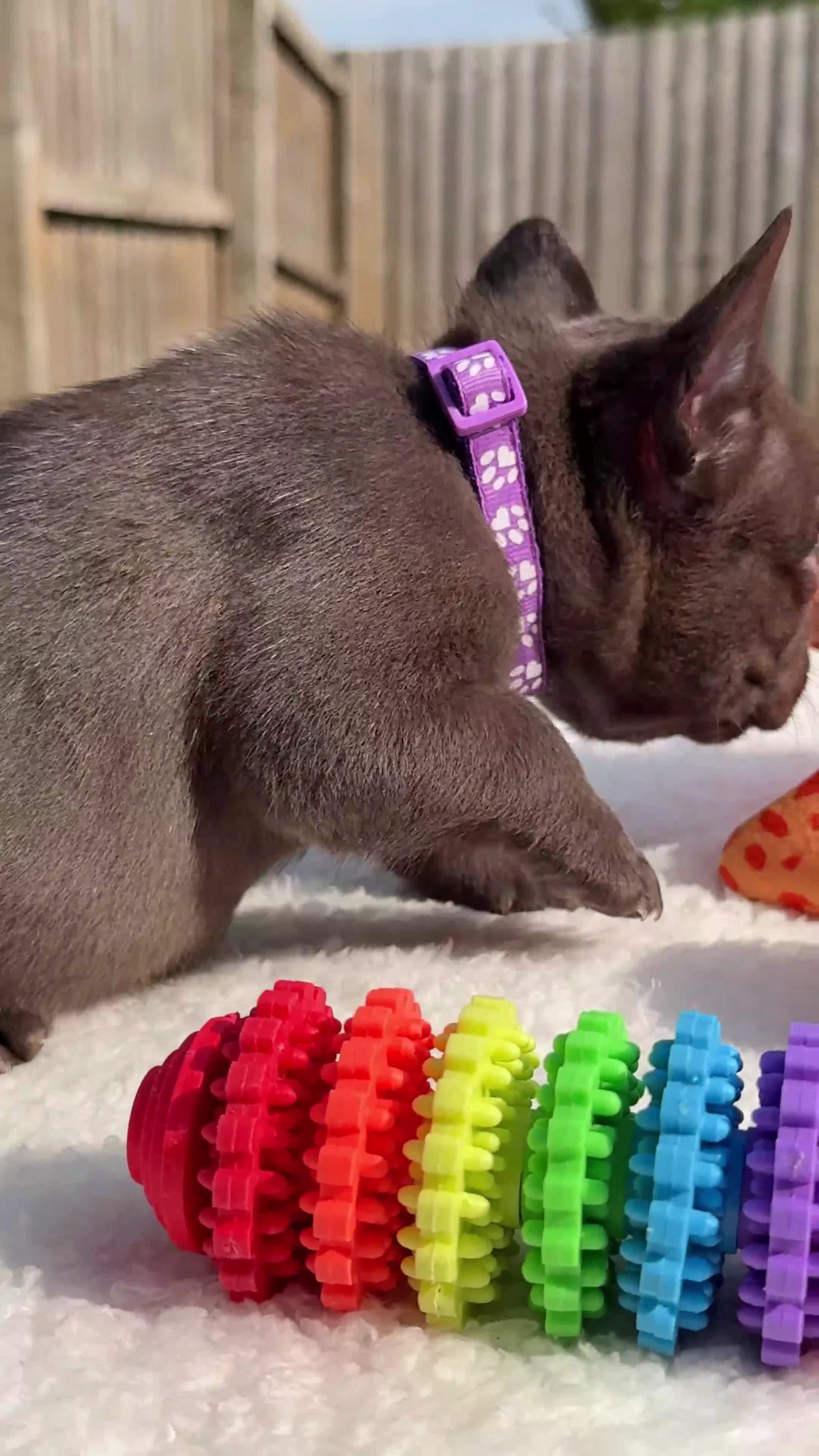 French Bulldog dogs for sale: Hikema X Cheeko (French bulldogs) - Video 1