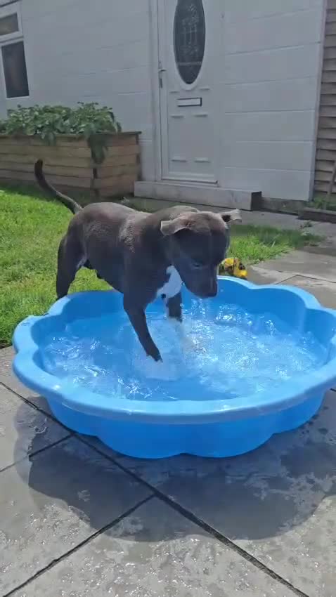 Staffordshire Bull Terrier dogs for stud: 💙Blue Staffordshire Bull Terrier Stud – Reggie 💙 - Video 1