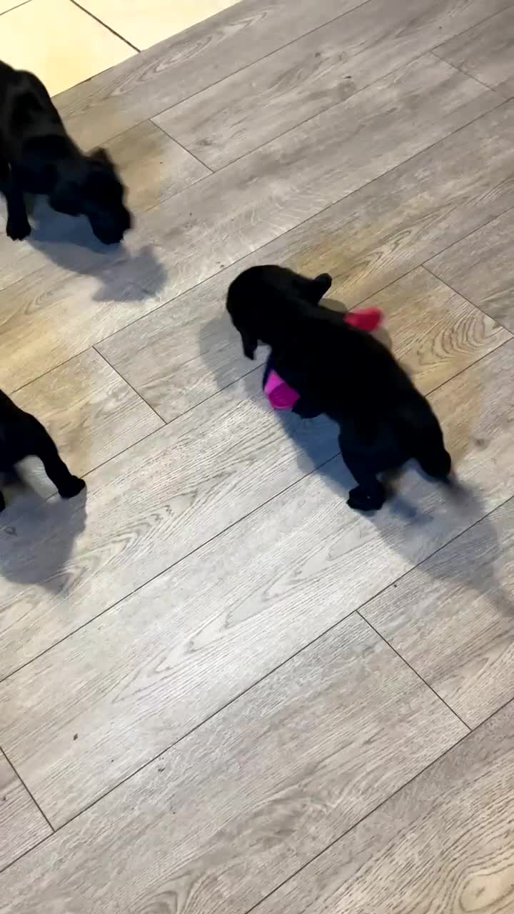 Springador dogs for sale: Springador Pups  - Video 3