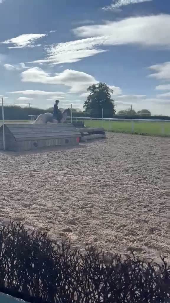 Irish Sports horses for sale: 🥤 Pepsi 🥤 - Video 1