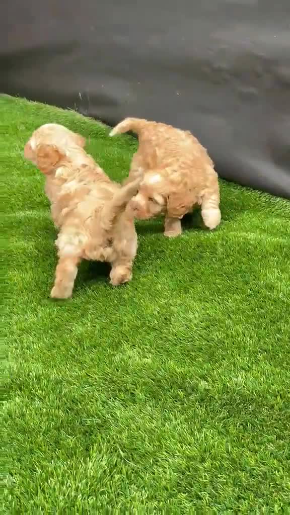 Cockapoo dogs for sale: Cockerpoo - Video 2