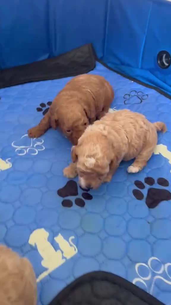 Maltipoo dogs for sale: Asian Toy Maltipoo - Video 1
