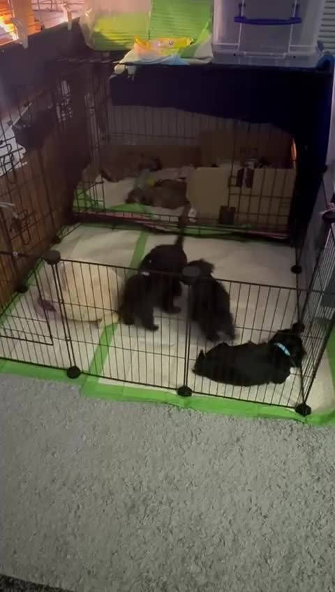 Malshi dogs for sale: Beautiful malshi puppies  - Video 5