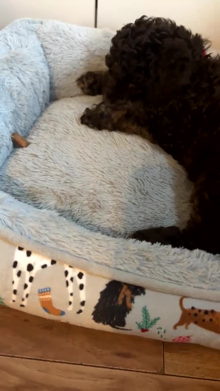 Cockapoo dogs for sale: Beautiful F2B Toy Cockapoo Puppies - Video 1