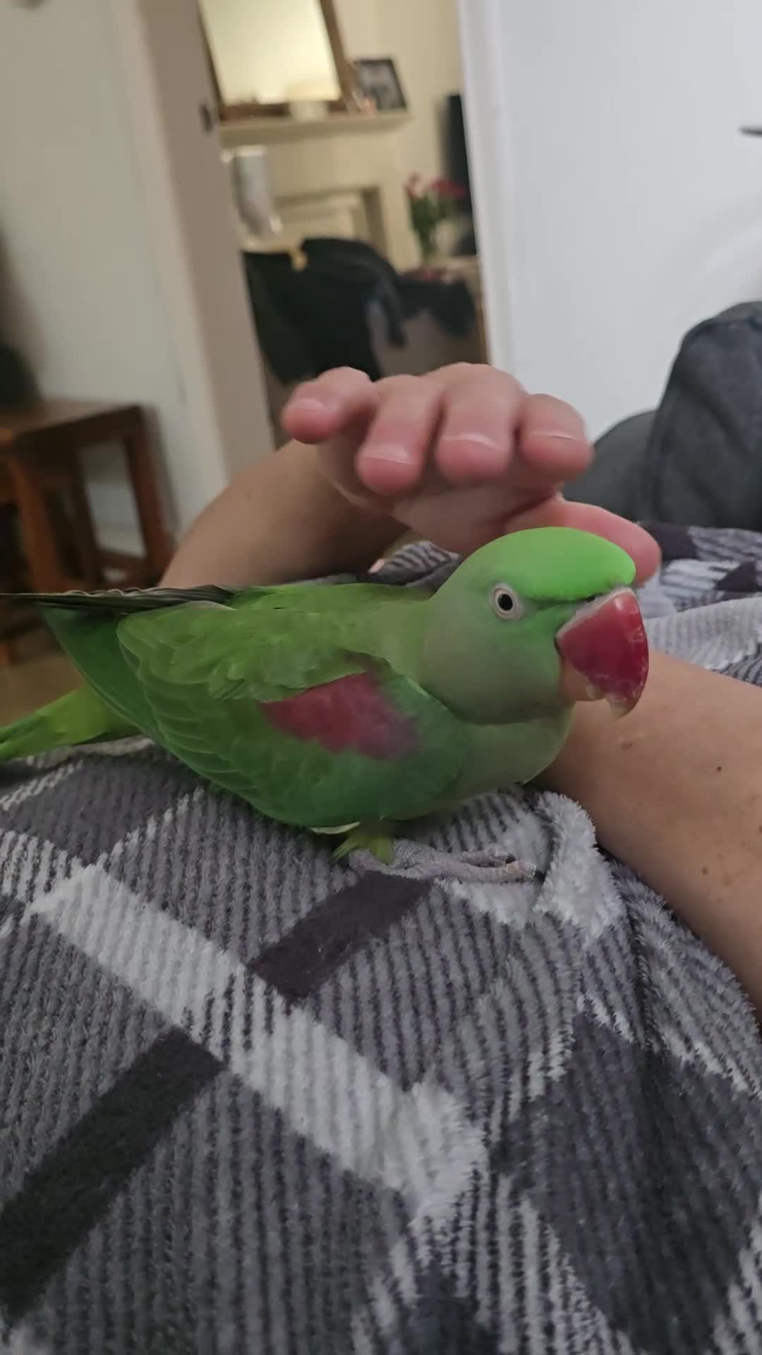 Parakeets birds for sale: Alexandrine Parrot for sale - Video 2