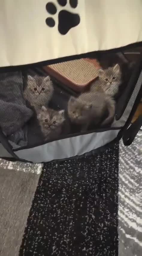Persian cats for sale: Persian kittens for sale  - Video 1
