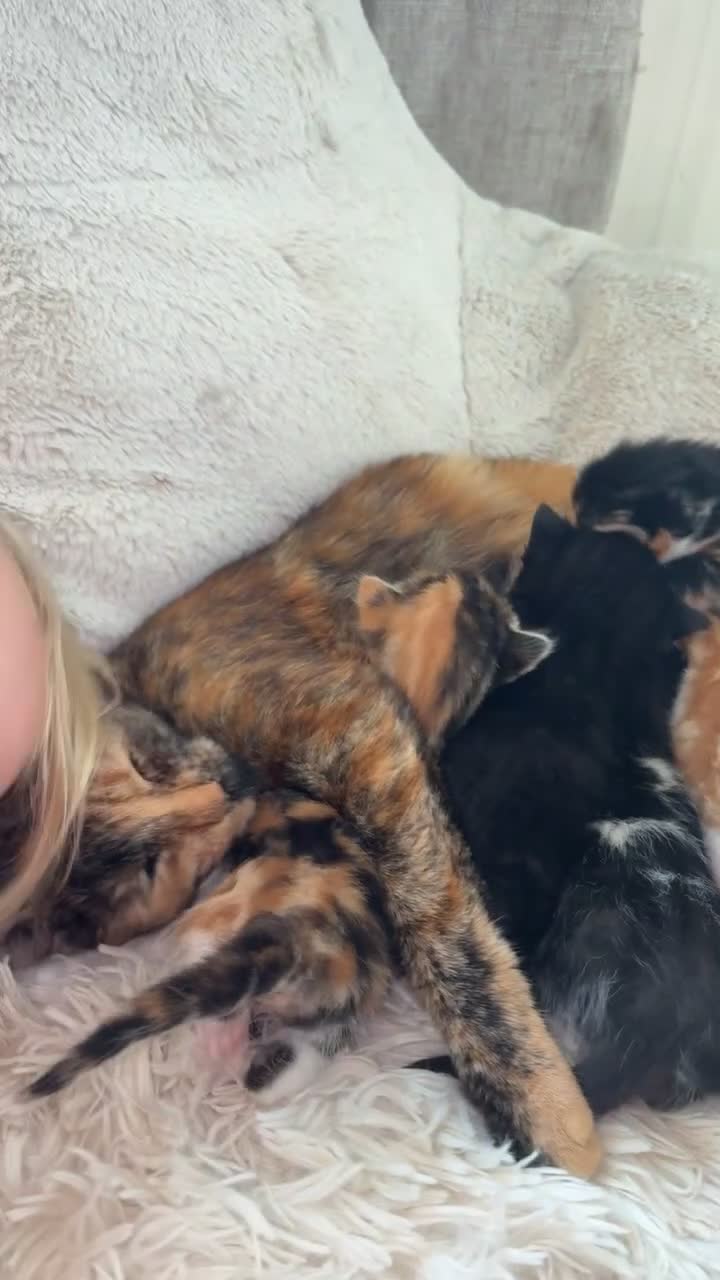 Mixed Breed cats for sale: Mixed tabby kittens in Saint Leonards-on-sea - Video 2