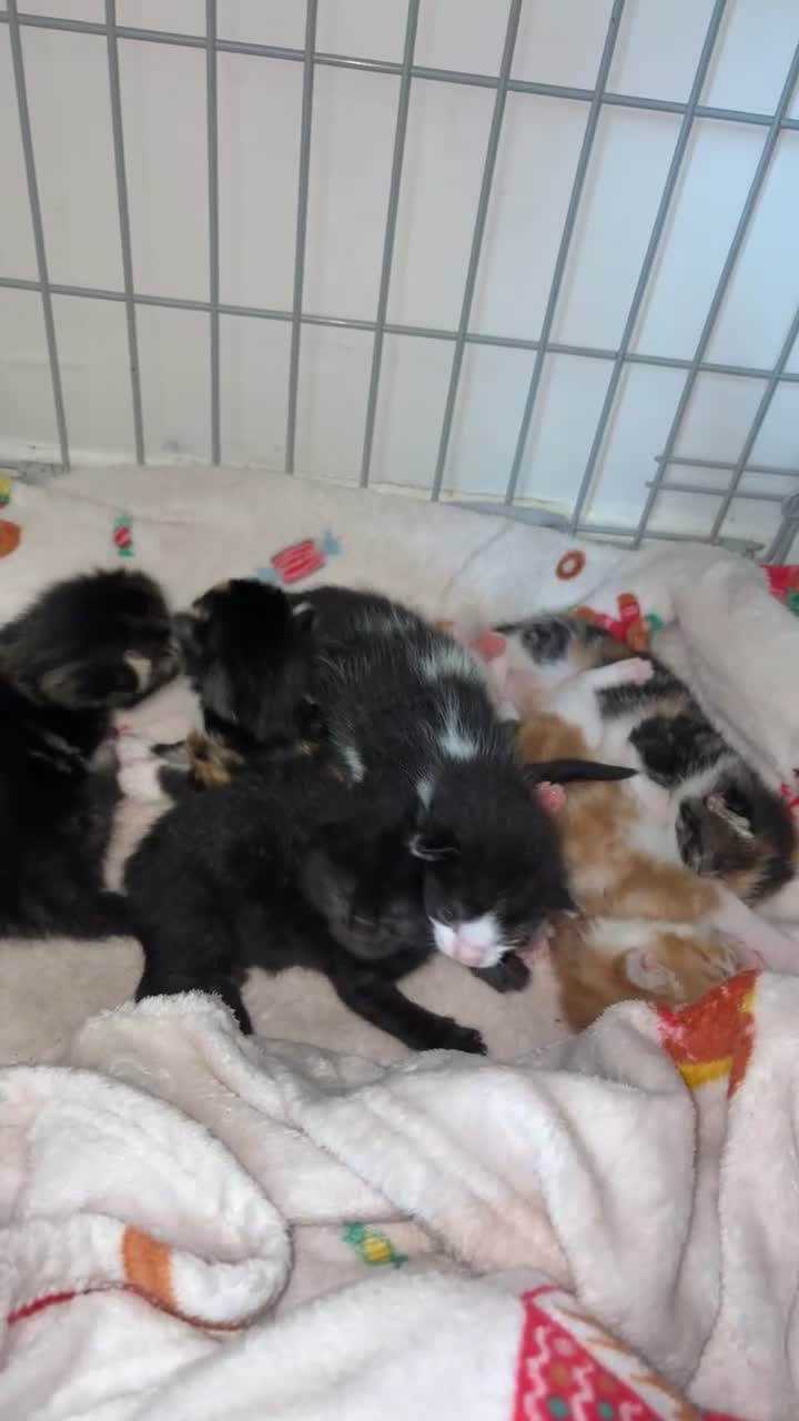 Mixed Breed cats for sale: Mixed tabby kittens in Saint Leonards-on-sea - Video 3