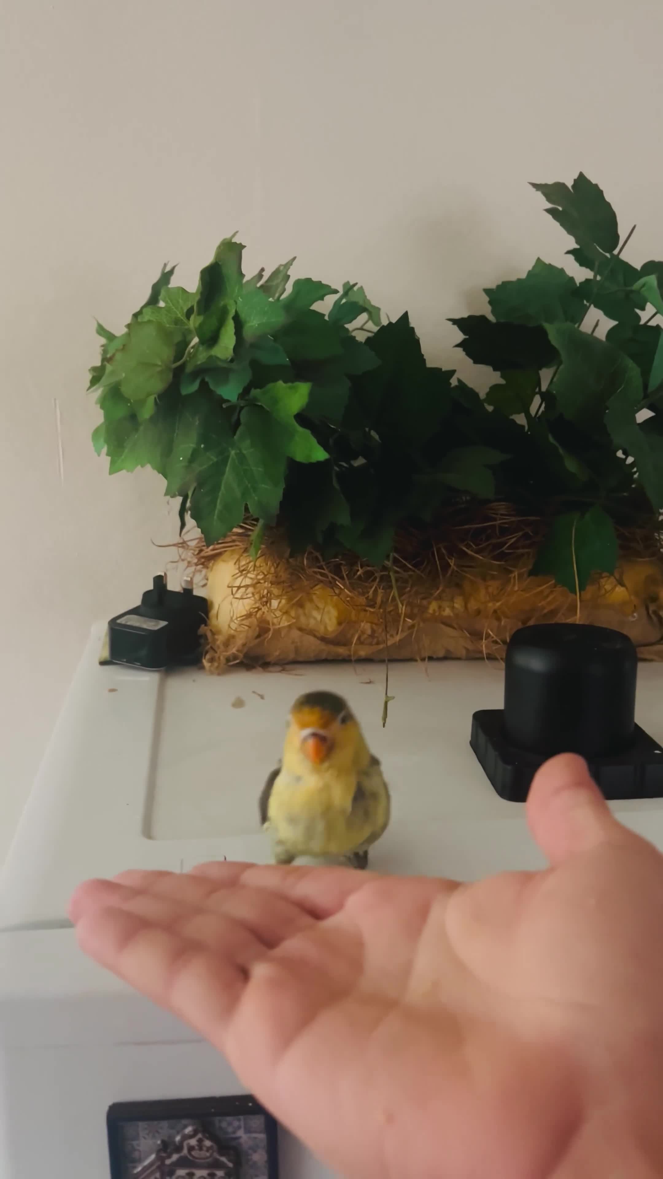 Lovebirds birds for sale: Hand-Reared Tame Lovebird Babies – Rare Colours - Video 2