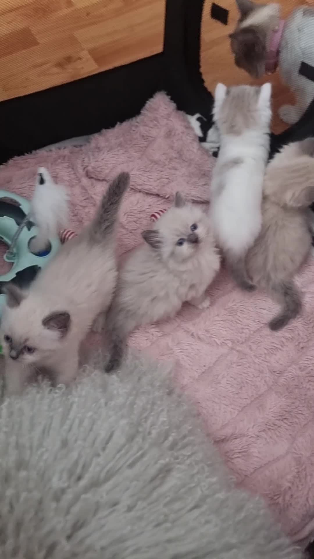 Ragdoll cats for sale: Ragdoll  - Video 1