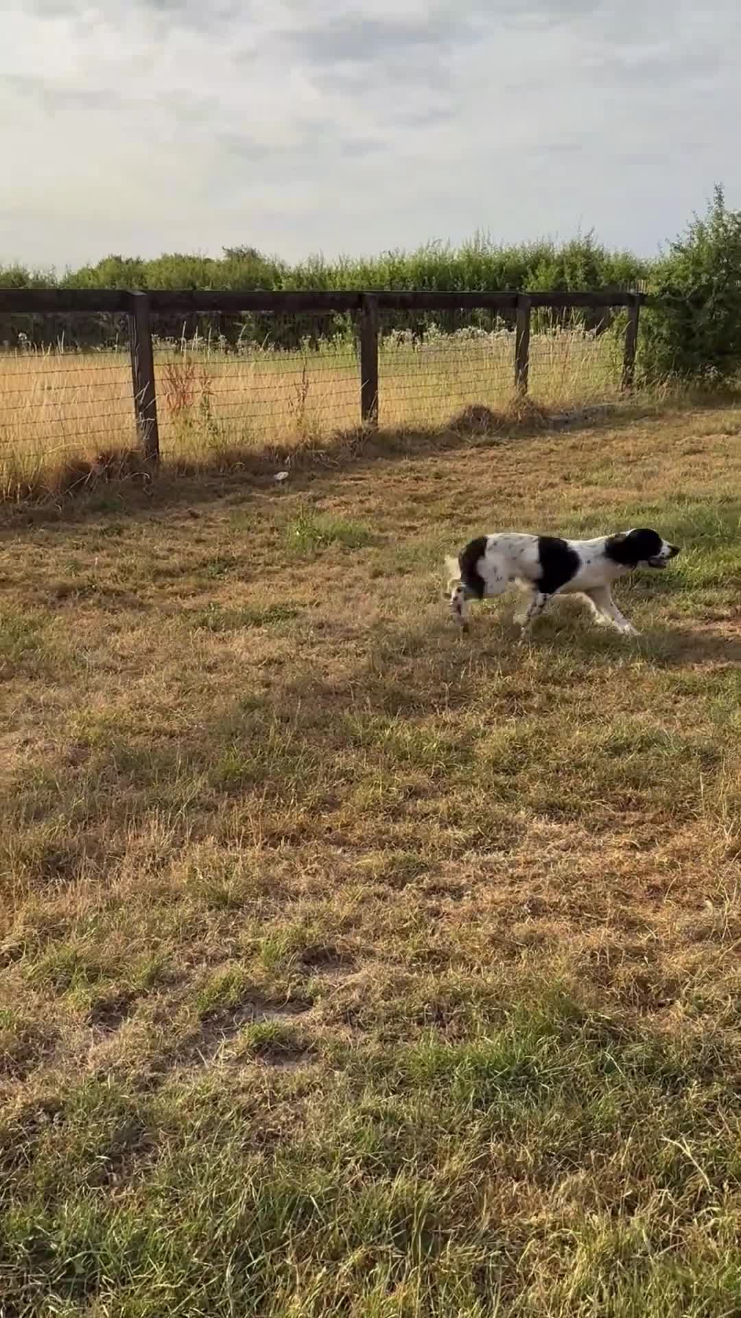 English Springer Spaniel dogs for sale: 12 month old male springer spaniel  in High Wycombe - Video 1
