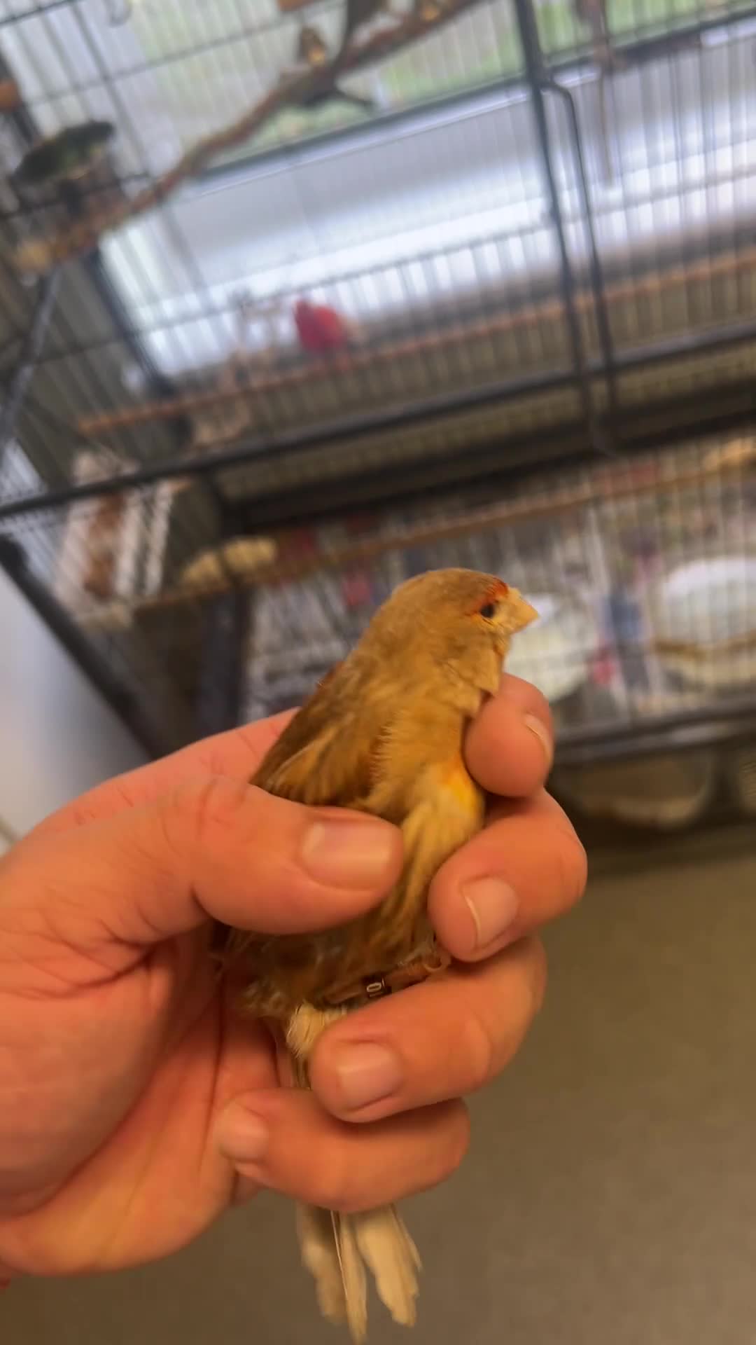 Canaries birds for sale: Mixed canaries for sale! - Video 1