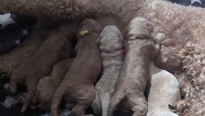 Goldendoodle dogs for sale: Gorgeous Goldendoodles  - Video 2
