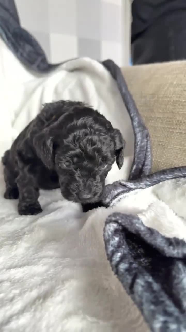 Poochon dogs for sale:  F1B poochons🐼 - Video 1