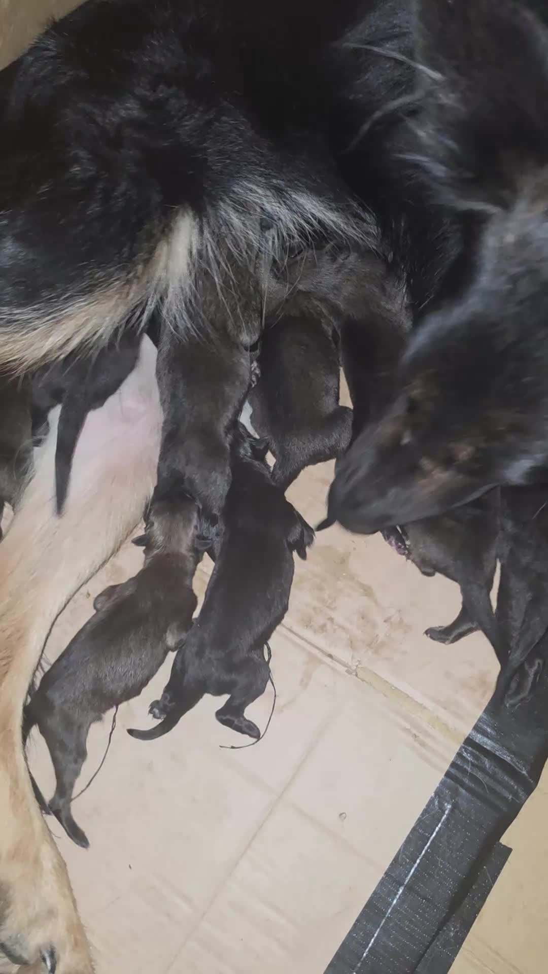 German Shepherd dogs for sale: German shepherd puppies outstanding litter - Video 1