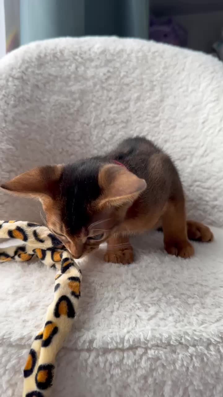 Abyssinian cats for sale: Nice Pure Abyssinian Kittens - Video 1