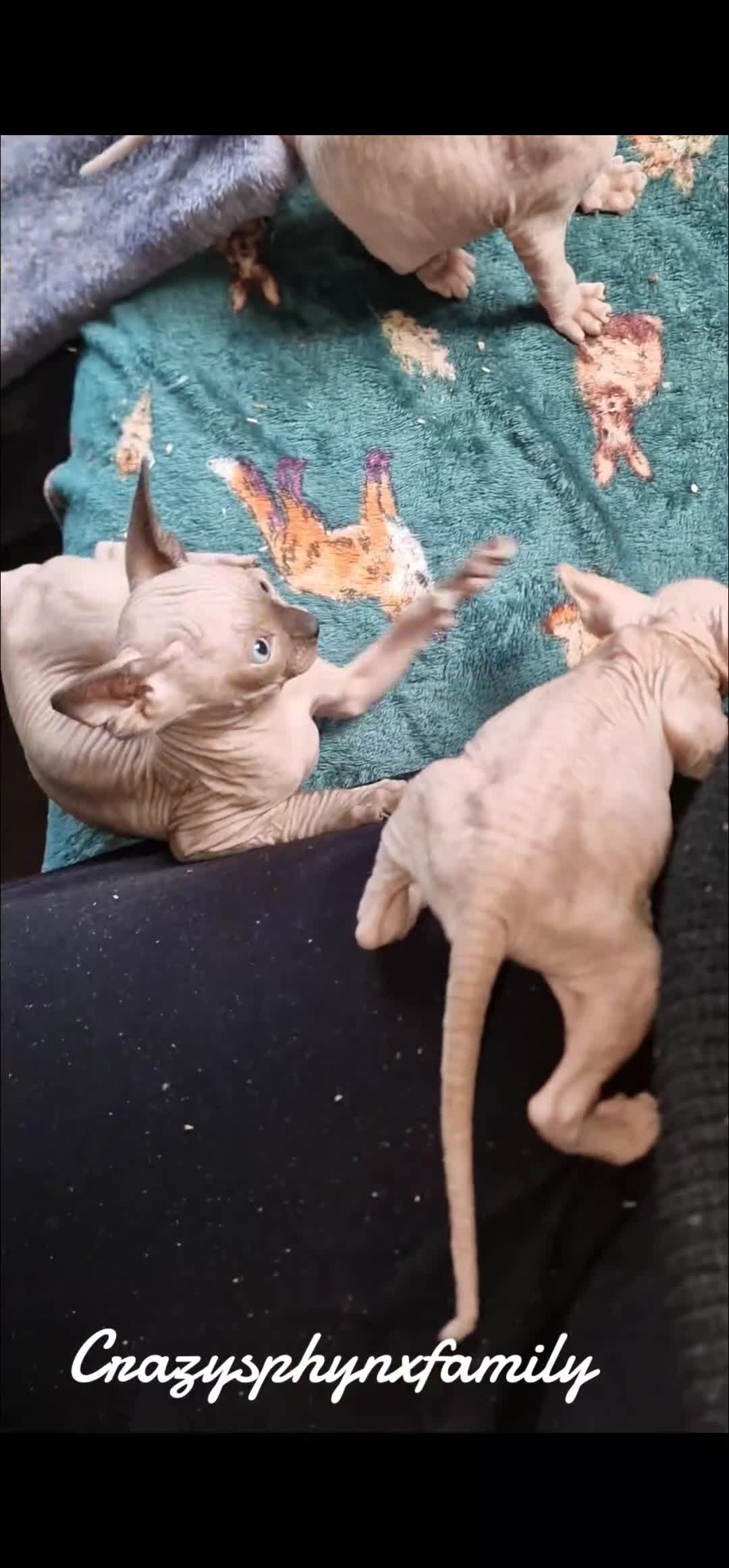 Sphynx cats for sale: Lovely purebreed Canadian Sphynx kittens - Video 2