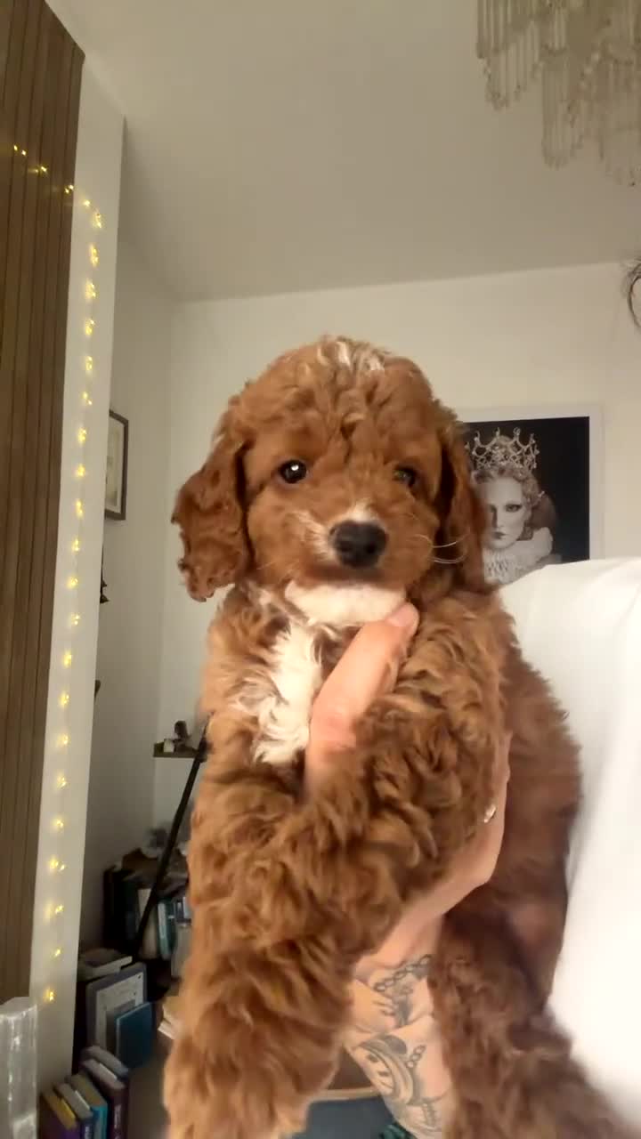 Cockapoo dogs for sale: Tiny F1b Cockapoo Puppies ‼️1 boy , 1 girl ‼️ - Video 1