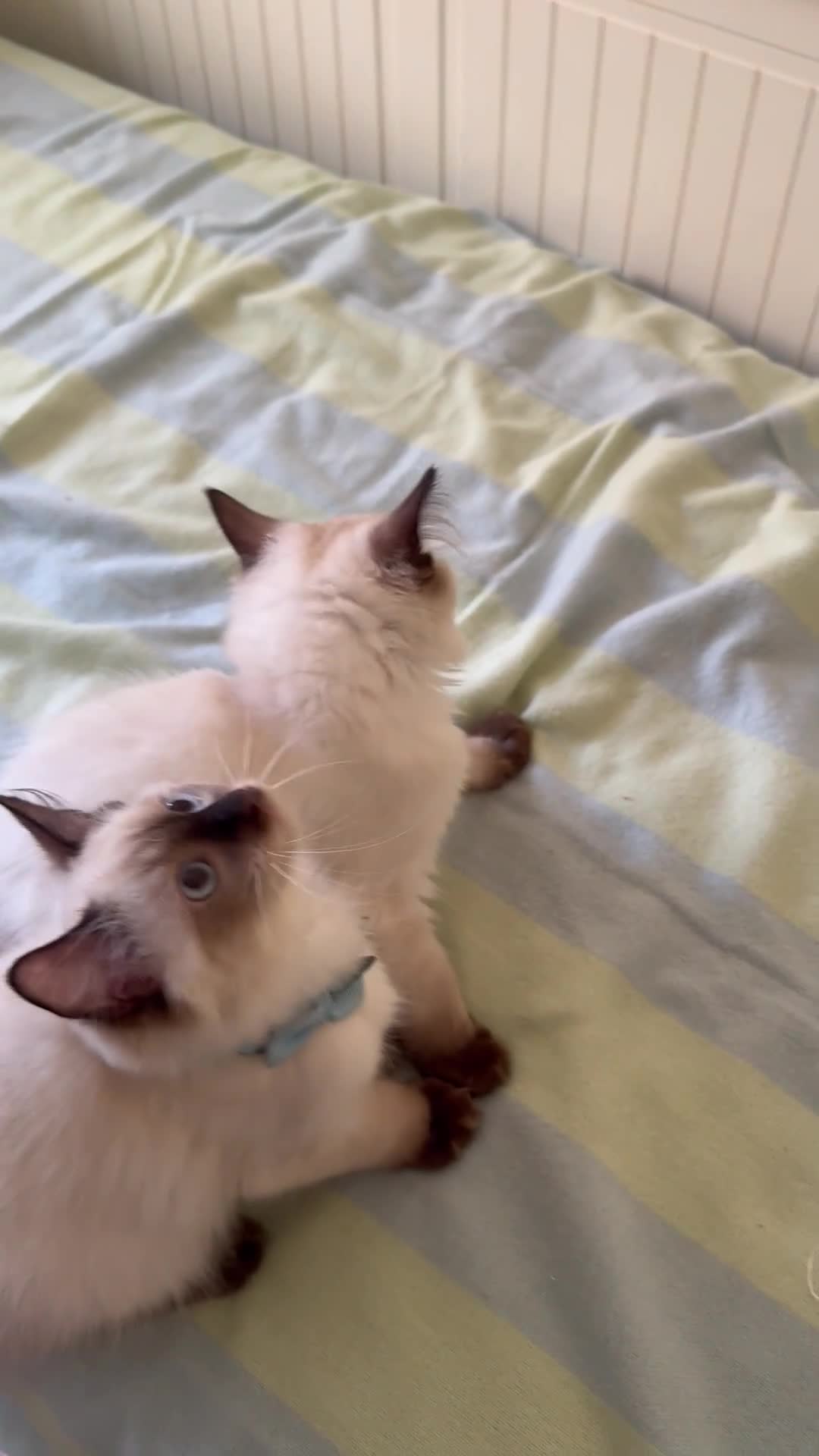 Ragdoll cats for sale: Price reduced !!!! One last boy remaining  - Video 1