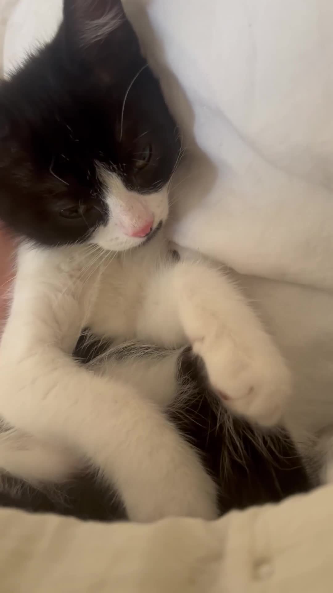 Persian cats for sale: Male Half Persian Kitten  - Video 1