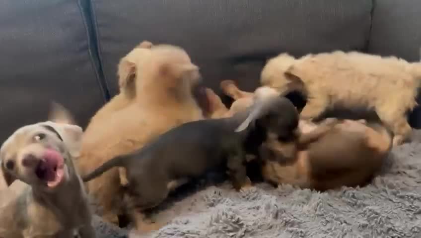 Mixed Breed dogs for sale: 5 beautiful chiweenies  - Video 1