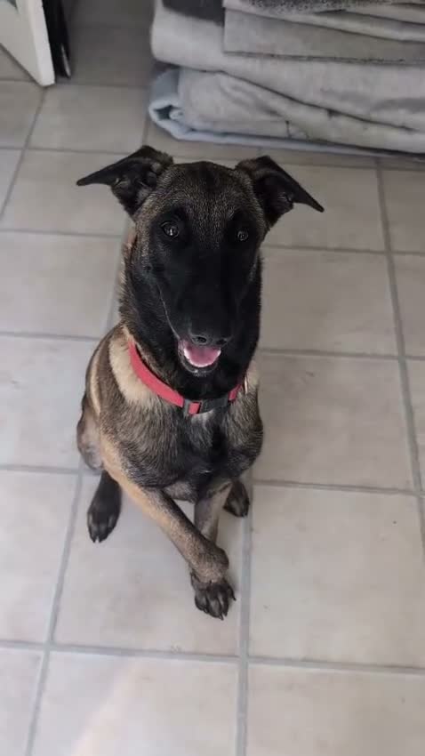 Belgian Shepherd Dog dogs for sale: Belgian shepherd  - Video 2