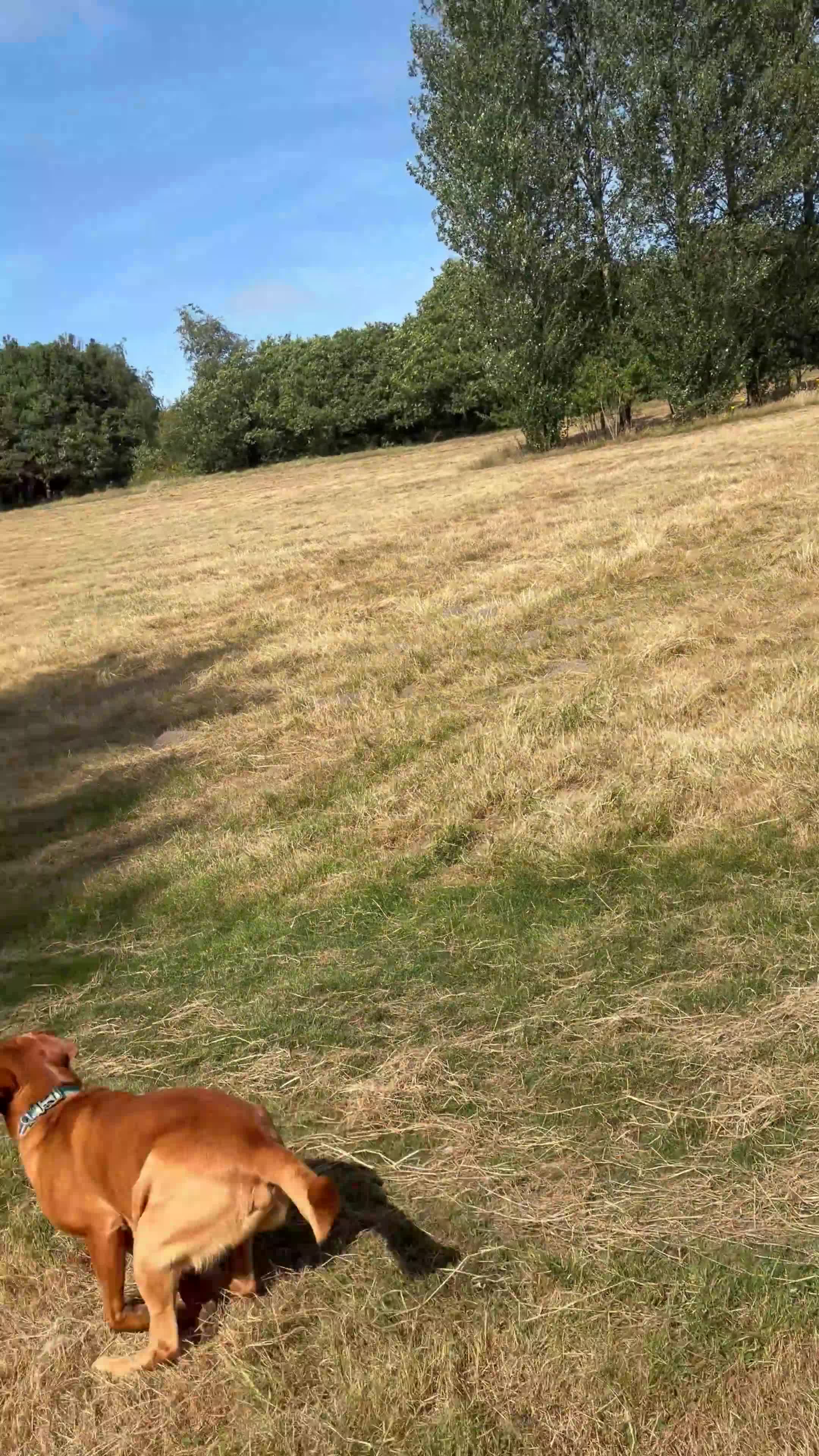 Labrador Retriever dogs for stud: Fox Red Labrador Retriever Stud – Bailey - Video 1