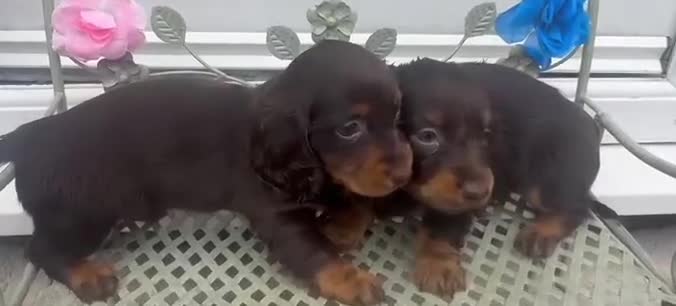 Dachshund dogs for sale: LONG-HAIRED DACHSHUND PUPPIES READY TO LEAVE in Manchester - Video 2