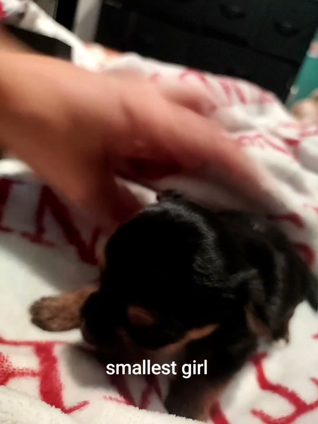 Mixed Breed dogs for sale: Jack Russell - mini Yorkie pups for sale - Video 2