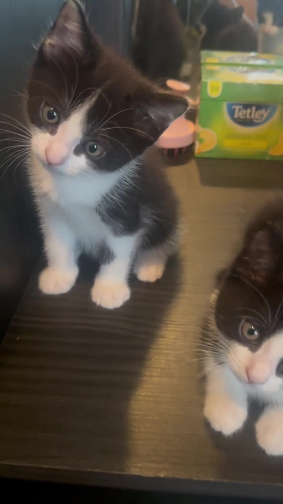 Mixed Breed cats for sale: Tuxedo kittens for sale! - Video 2