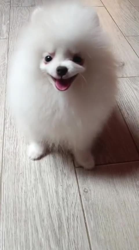 Pomeranian dogs for sale: Handsome Male fluff ball for sale!!🐶🐾 - Video 1