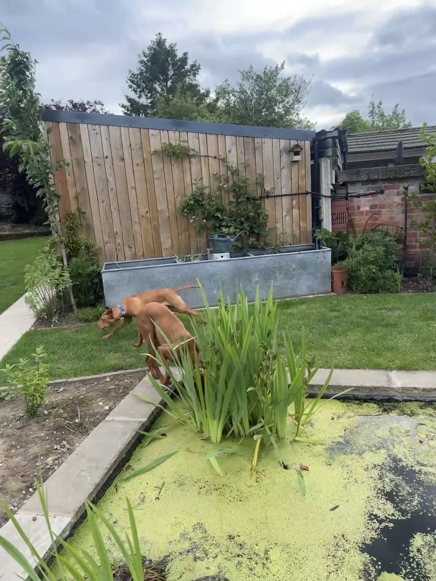 Hungarian Vizsla dogs for sale: Bert Looking For His Forever Home - Video 1