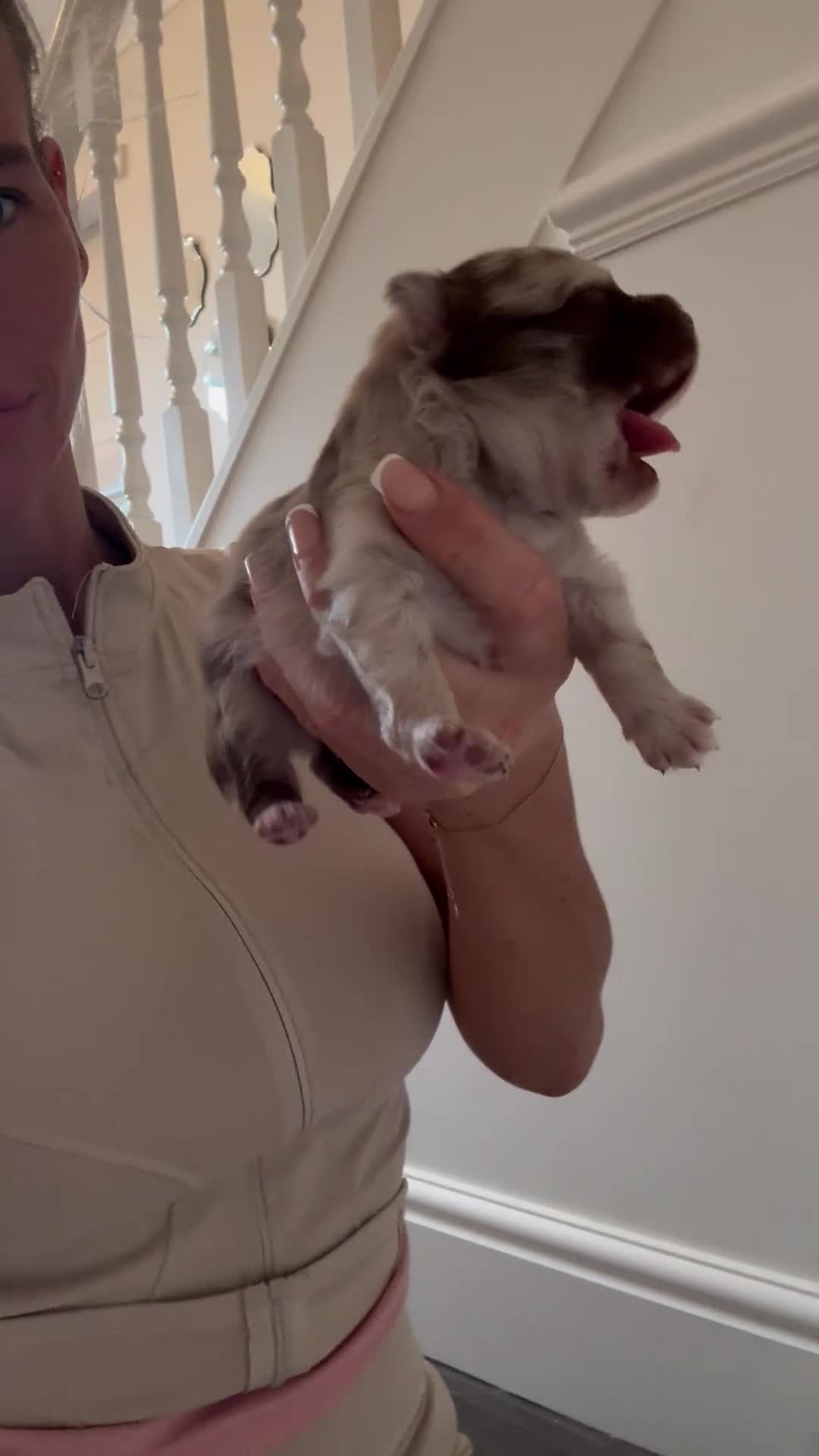 Pomeranian dogs for sale: 1 beautiful cream Merle boy left  - Video 3