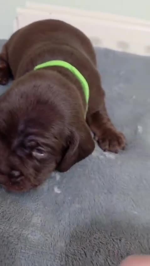 Mixed Breed dogs for sale: Cockalier (King Charles Spaniel) X Dachshund Cross - Video 4