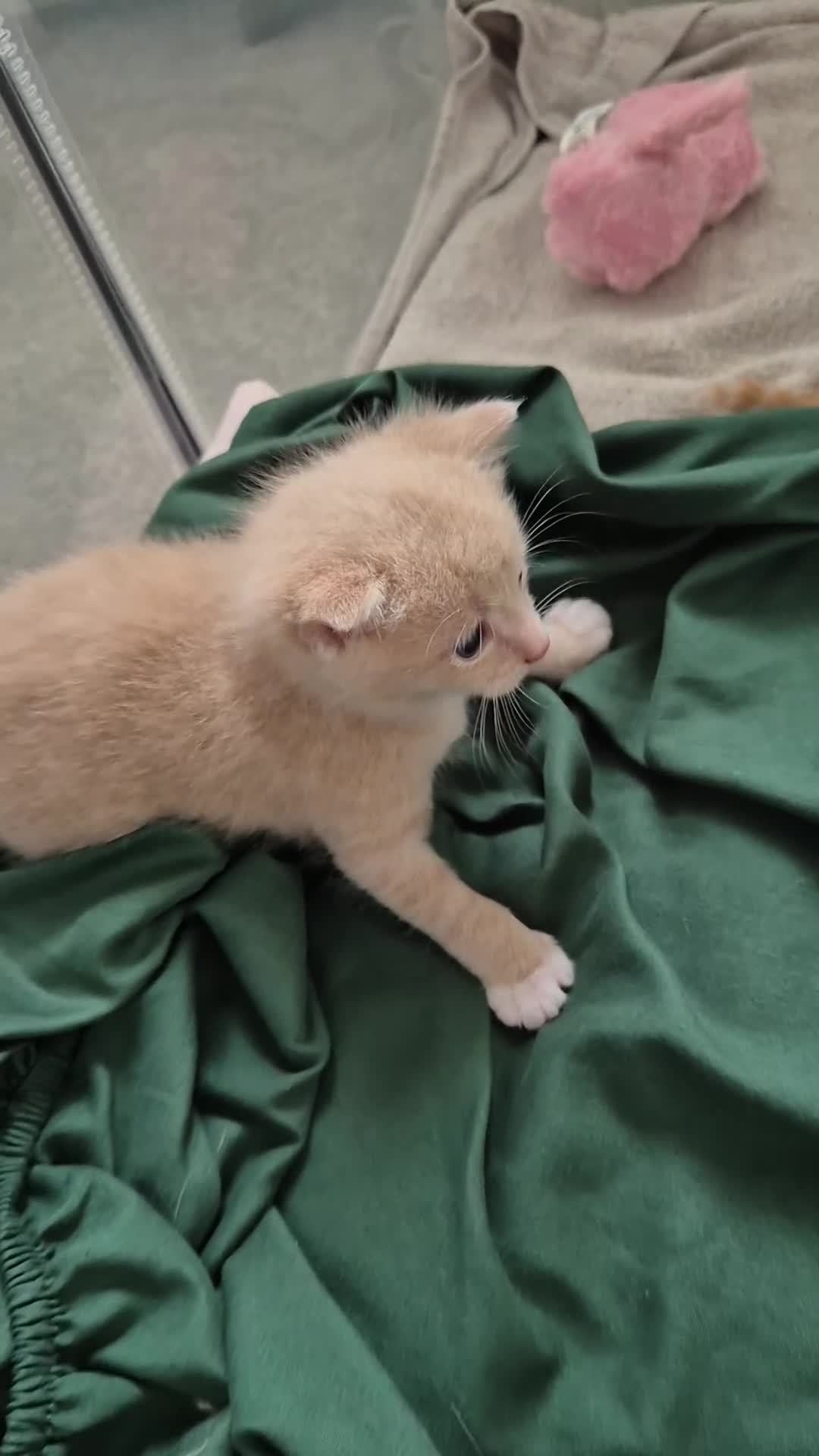 Mixed Breed cats for sale: Beautiful Playful Ginger & Tri-Colour Kittens 🐾 - Video 2