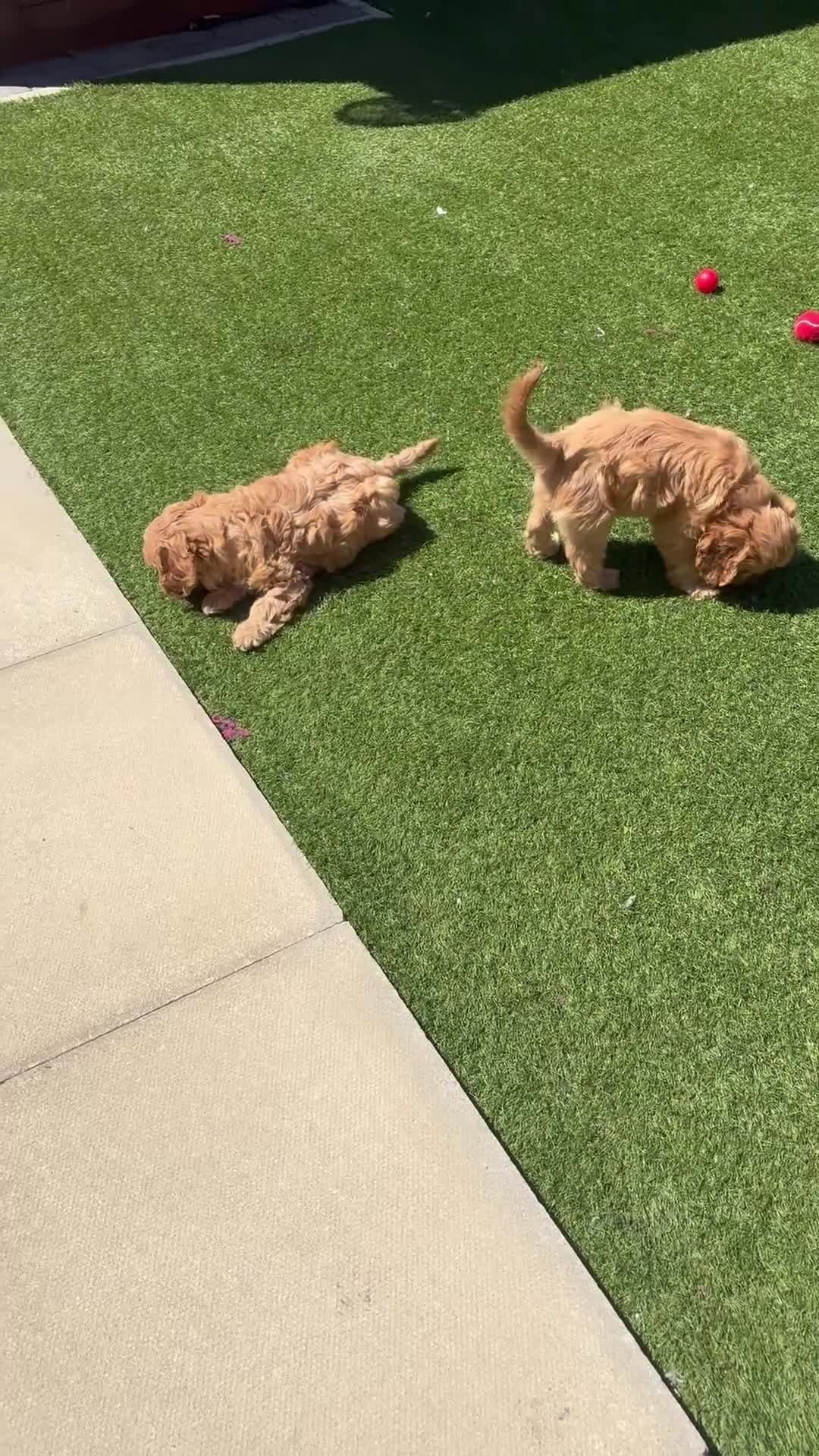 Cavapoo dogs for sale: Pedigree Cavapoo puppies health tested READY NOW - Video 5